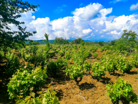2.804 M2 Weinberg Zum Verkauf Im Dorf Naip Mit Einer Offenen Strasse, Die Für Investitionen Geeignet Ist