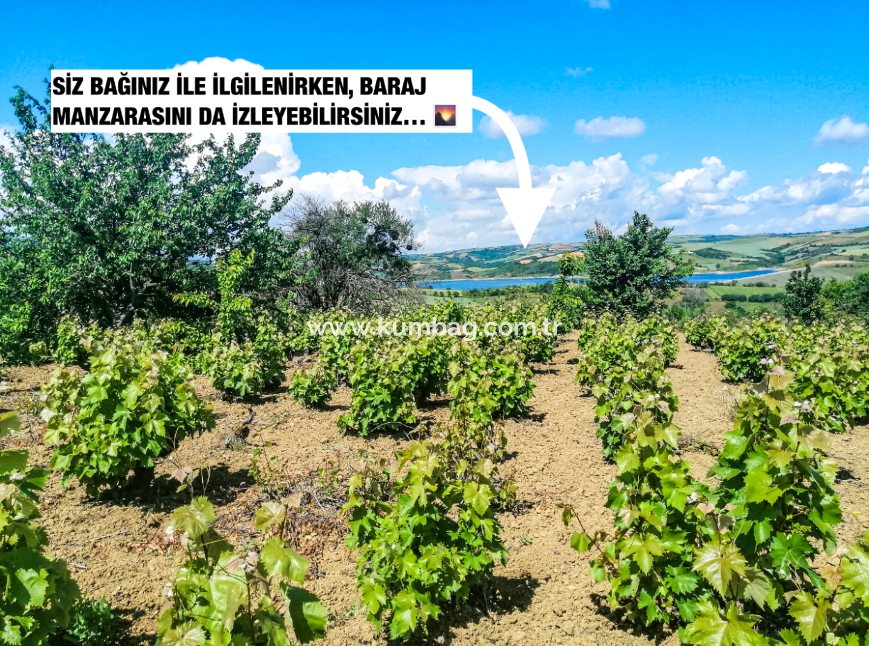 Price Dropped Opportunity 2.804 M2 Vineyard For Sale In Naip