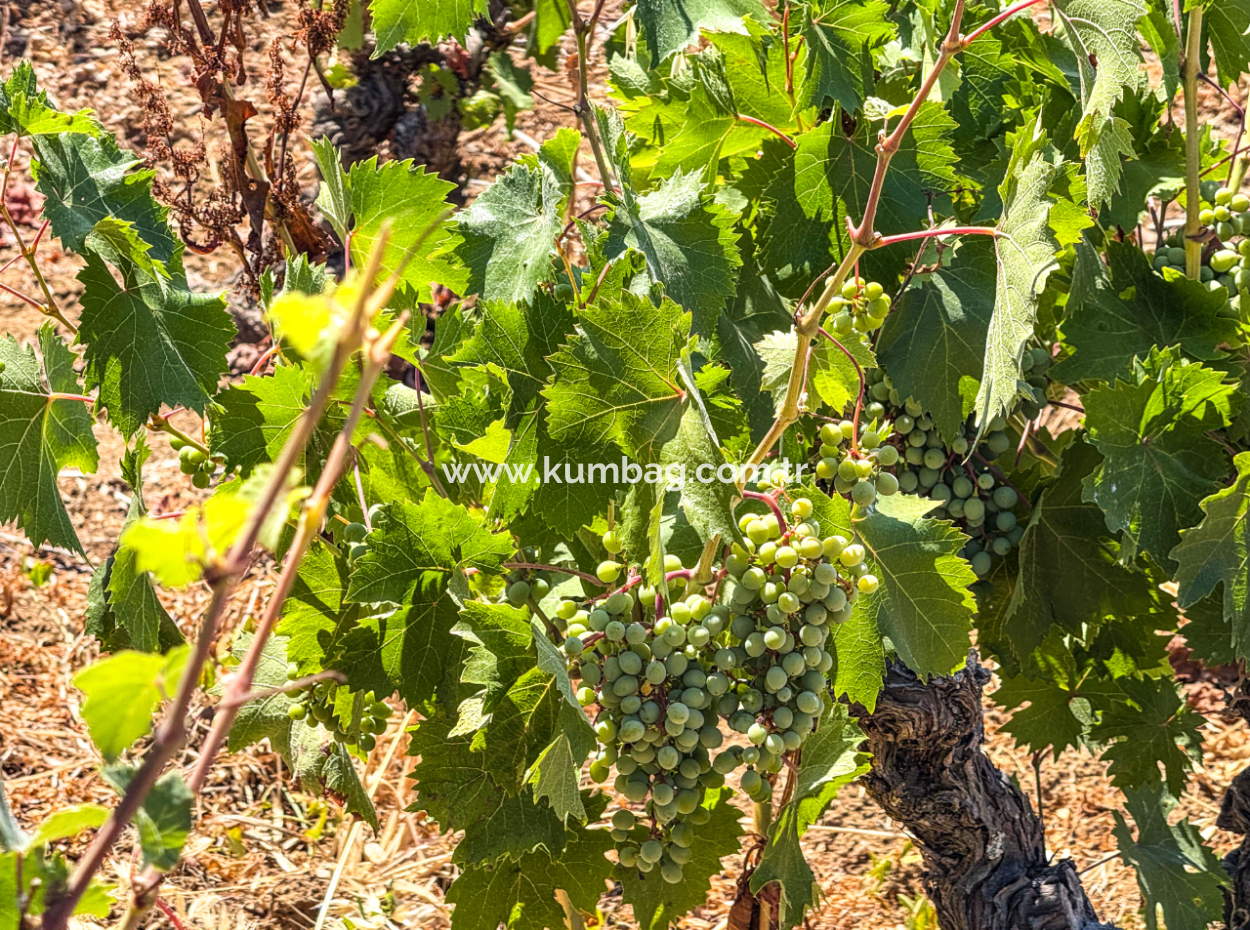 Price Dropped Opportunity 2.804 M2 Vineyard For Sale In Naip