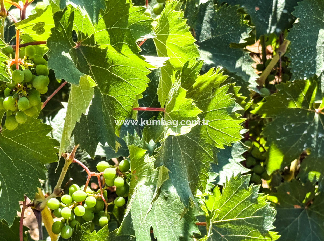 Price Dropped Opportunity 2.804 M2 Vineyard For Sale In Naip