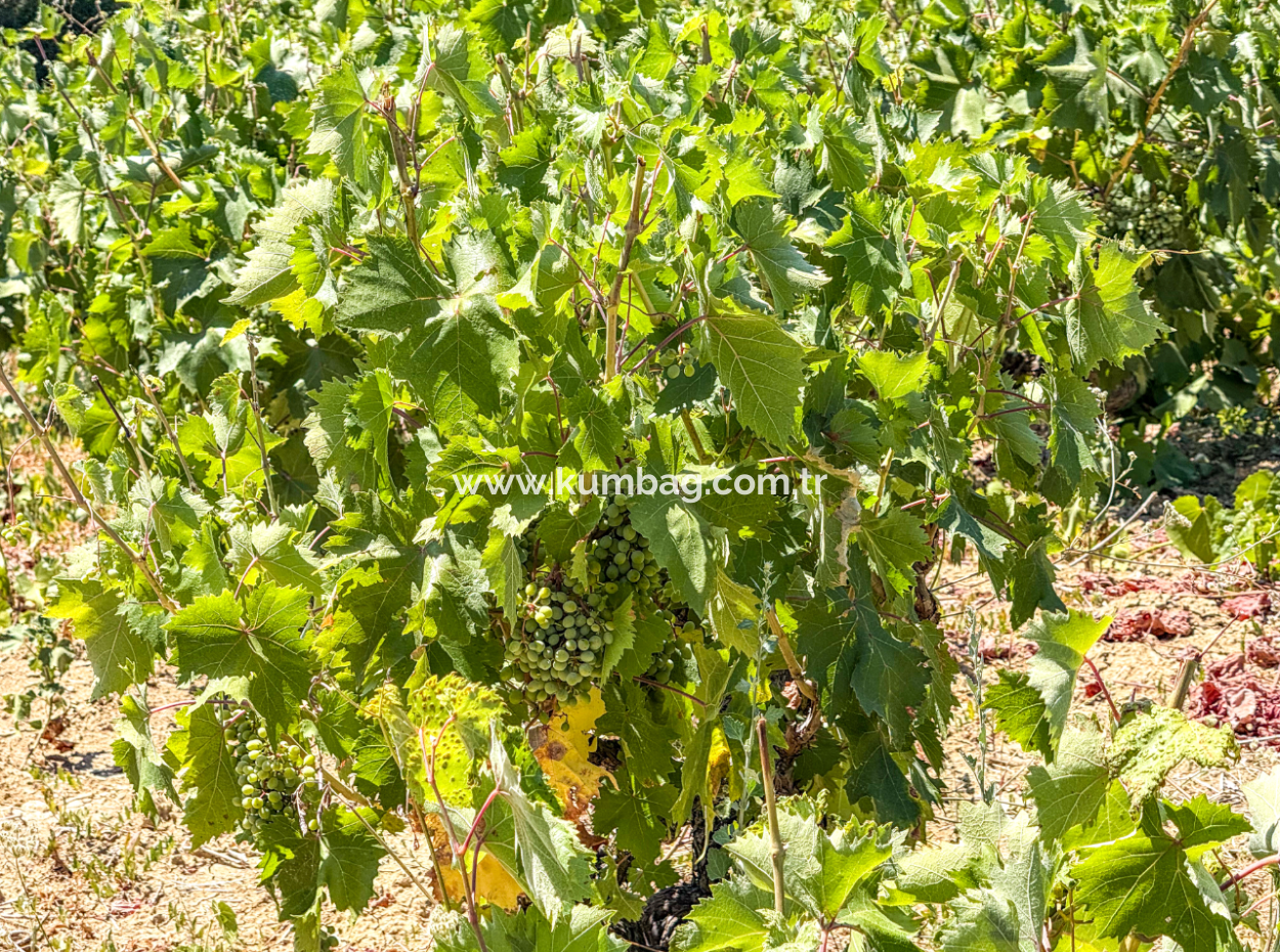 Price Dropped Opportunity 2.804 M2 Vineyard For Sale In Naip
