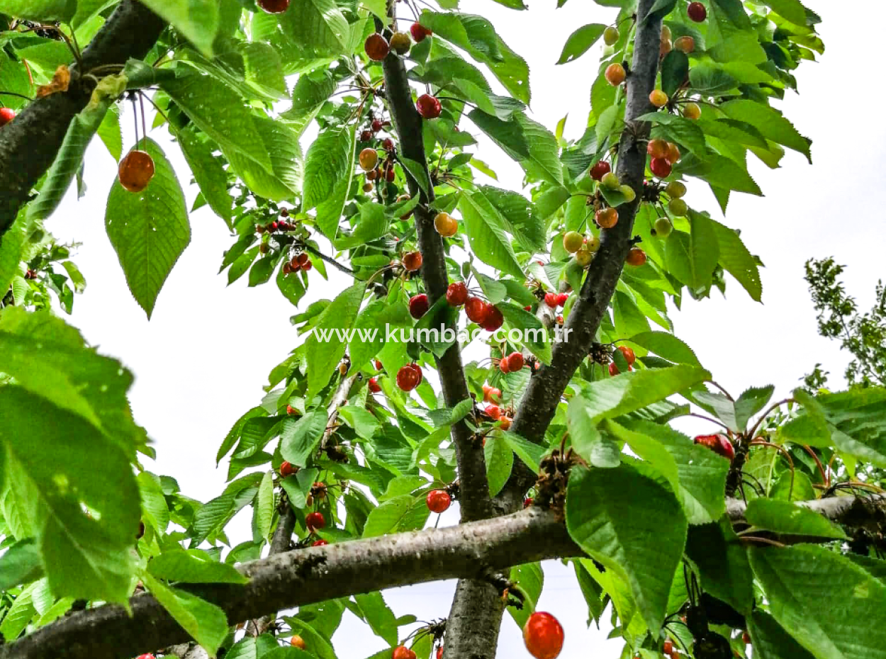 Price Dropped Opportunity 2.804 M2 Vineyard For Sale In Naip