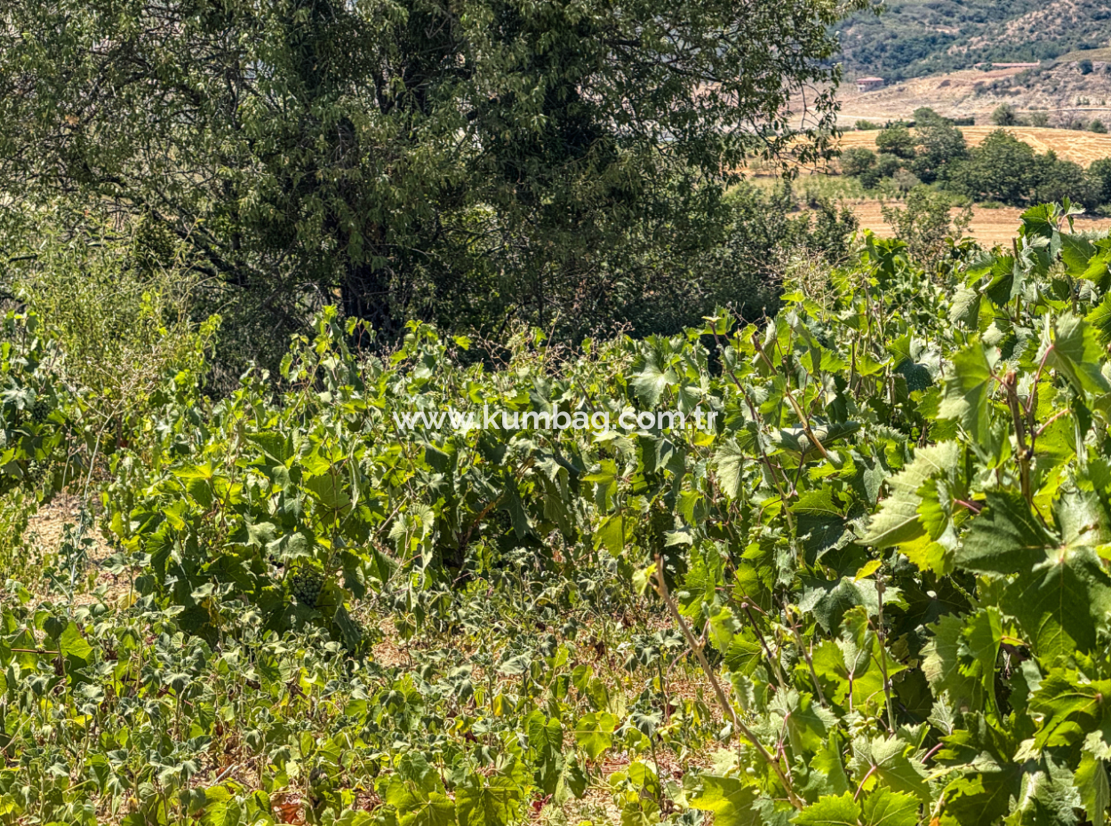 Price Dropped Opportunity 2.804 M2 Vineyard For Sale In Naip