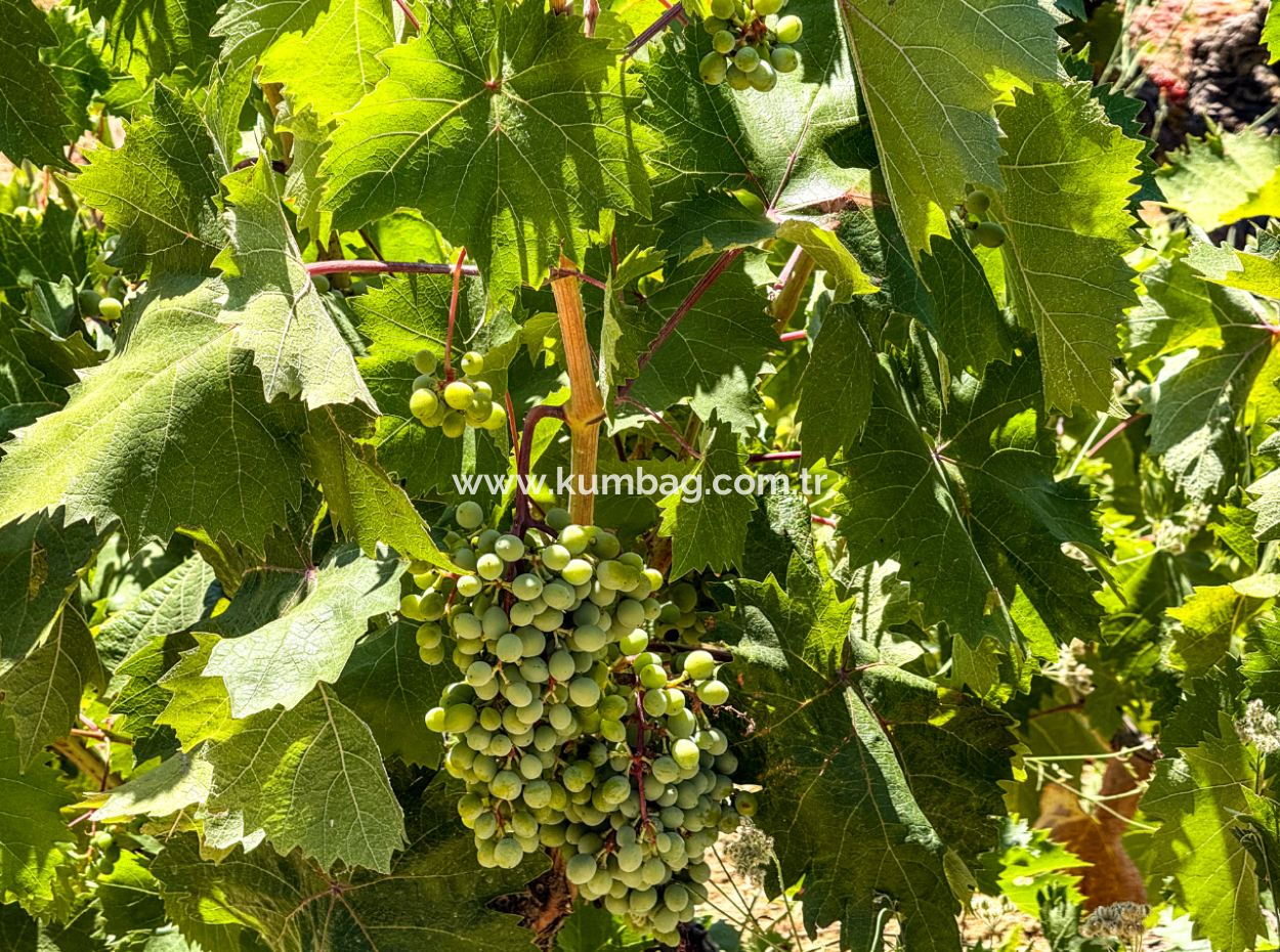 Price Dropped Opportunity 2.804 M2 Vineyard For Sale In Naip