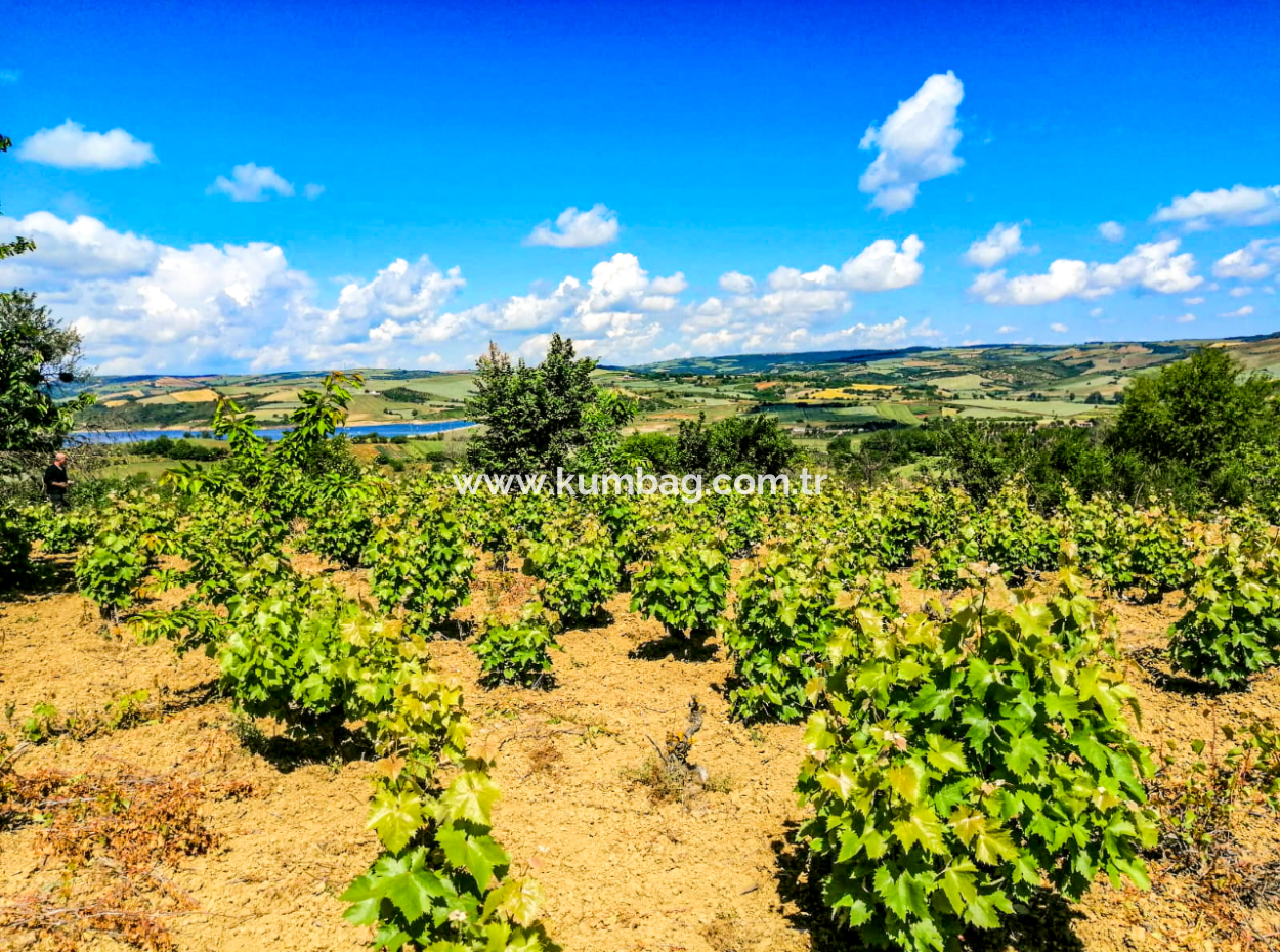 Price Dropped Opportunity 2.804 M2 Vineyard For Sale In Naip