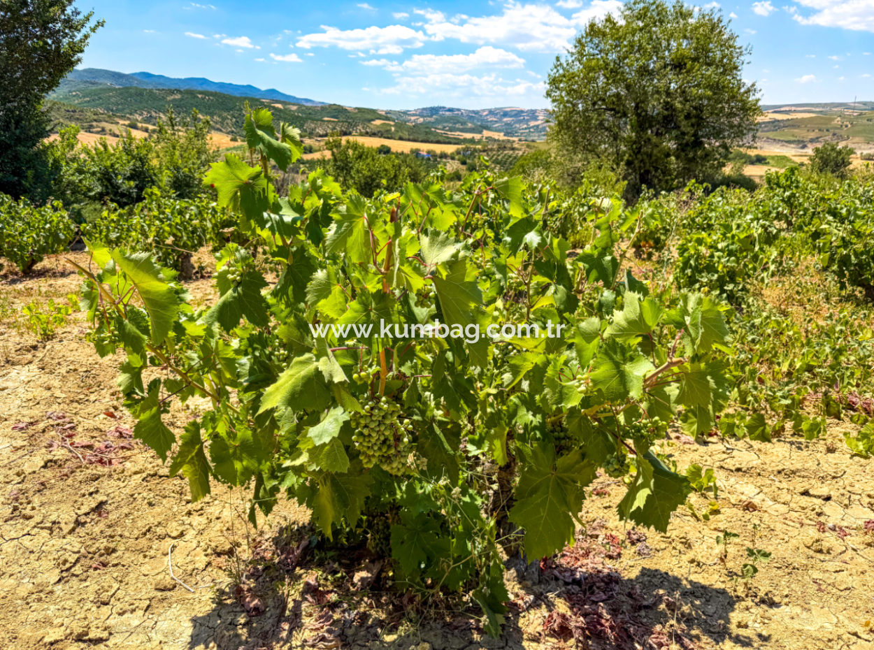 Price Dropped Opportunity 2.804 M2 Vineyard For Sale In Naip