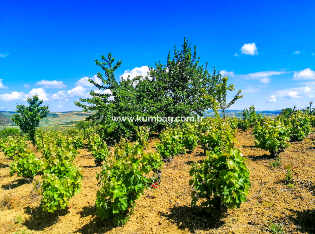 Price Dropped Opportunity 2.804 M2 Vineyard For Sale In Naip