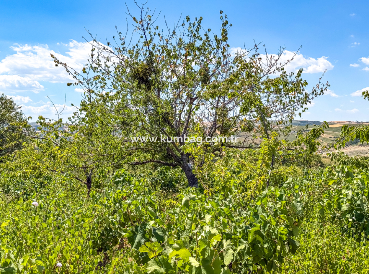Price Dropped Opportunity 2.804 M2 Vineyard For Sale In Naip