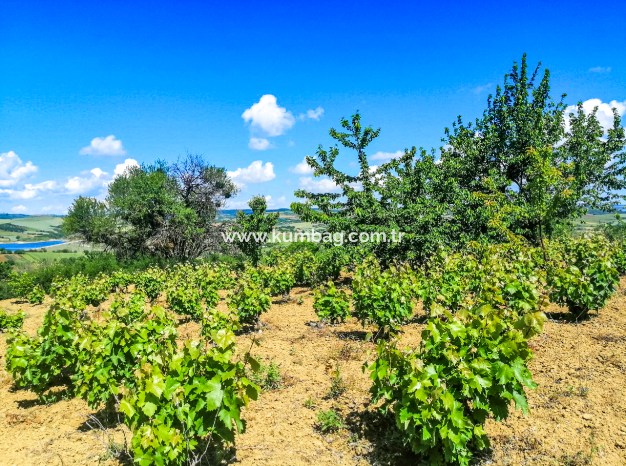 Price Dropped Opportunity 2.804 M2 Vineyard For Sale In Naip