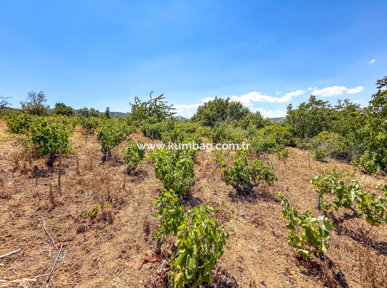 Price Dropped Opportunity 2.804 M2 Vineyard For Sale In Naip