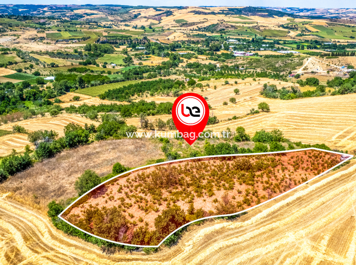 Price Dropped Opportunity 2.804 M2 Vineyard For Sale In Naip