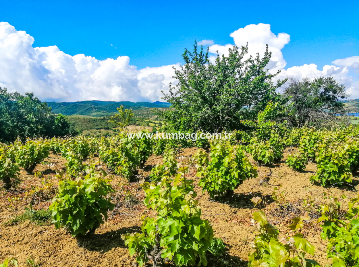 Price Dropped Opportunity 2.804 M2 Vineyard For Sale In Naip