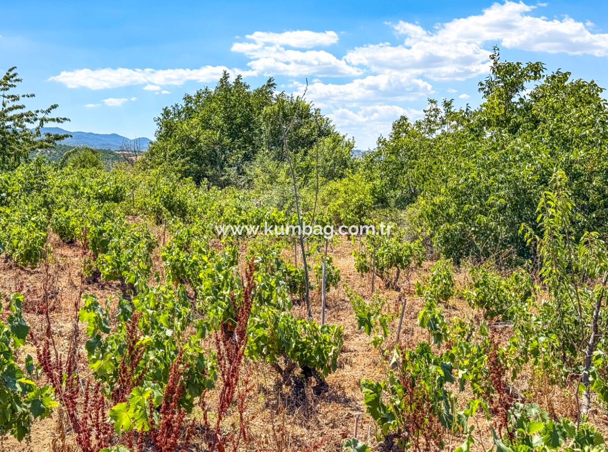 Price Dropped Opportunity 2.804 M2 Vineyard For Sale In Naip