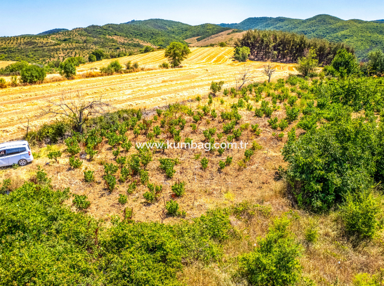 Price Dropped Opportunity 2.804 M2 Vineyard For Sale In Naip