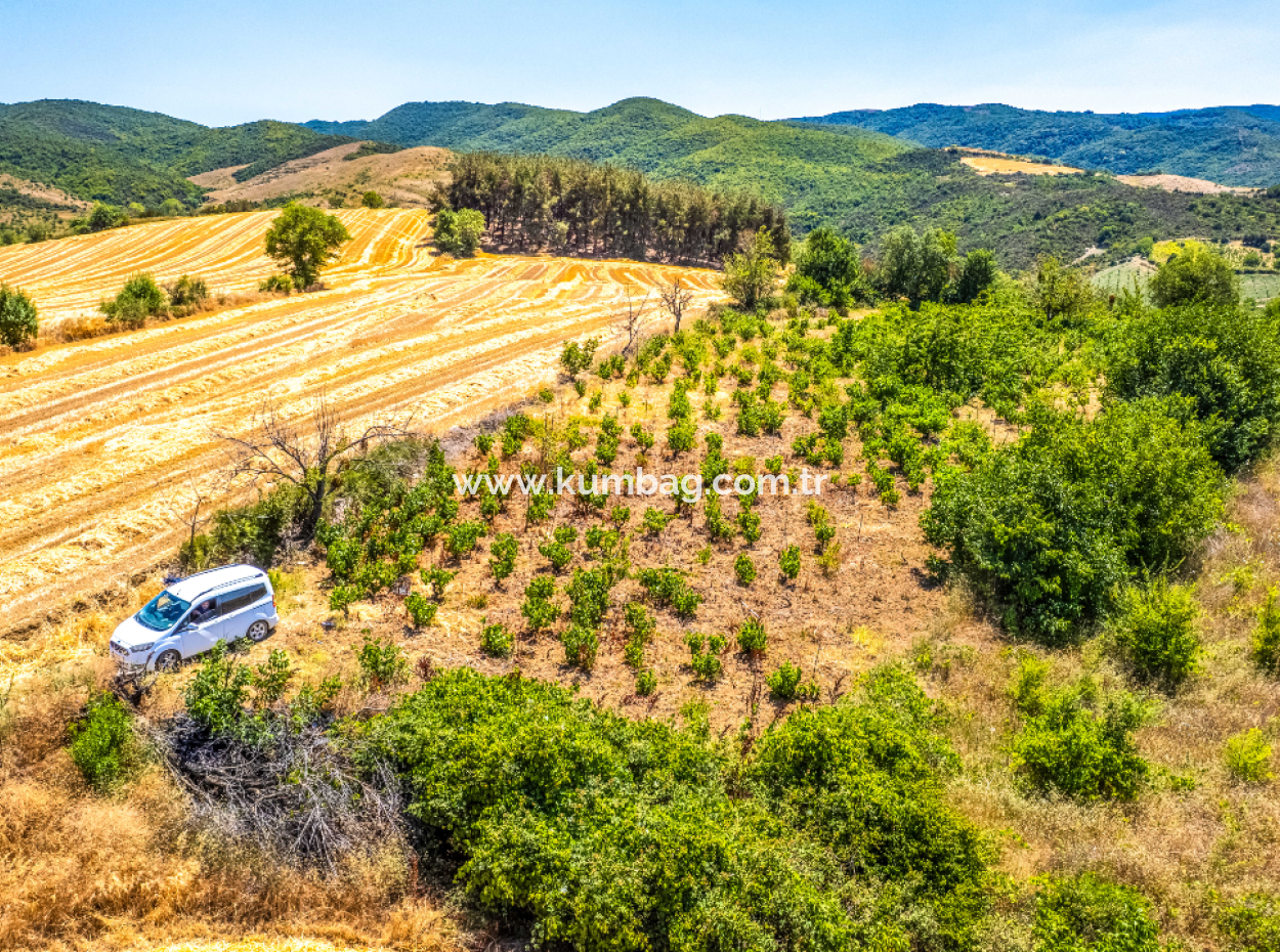 Price Dropped Opportunity 2.804 M2 Vineyard For Sale In Naip