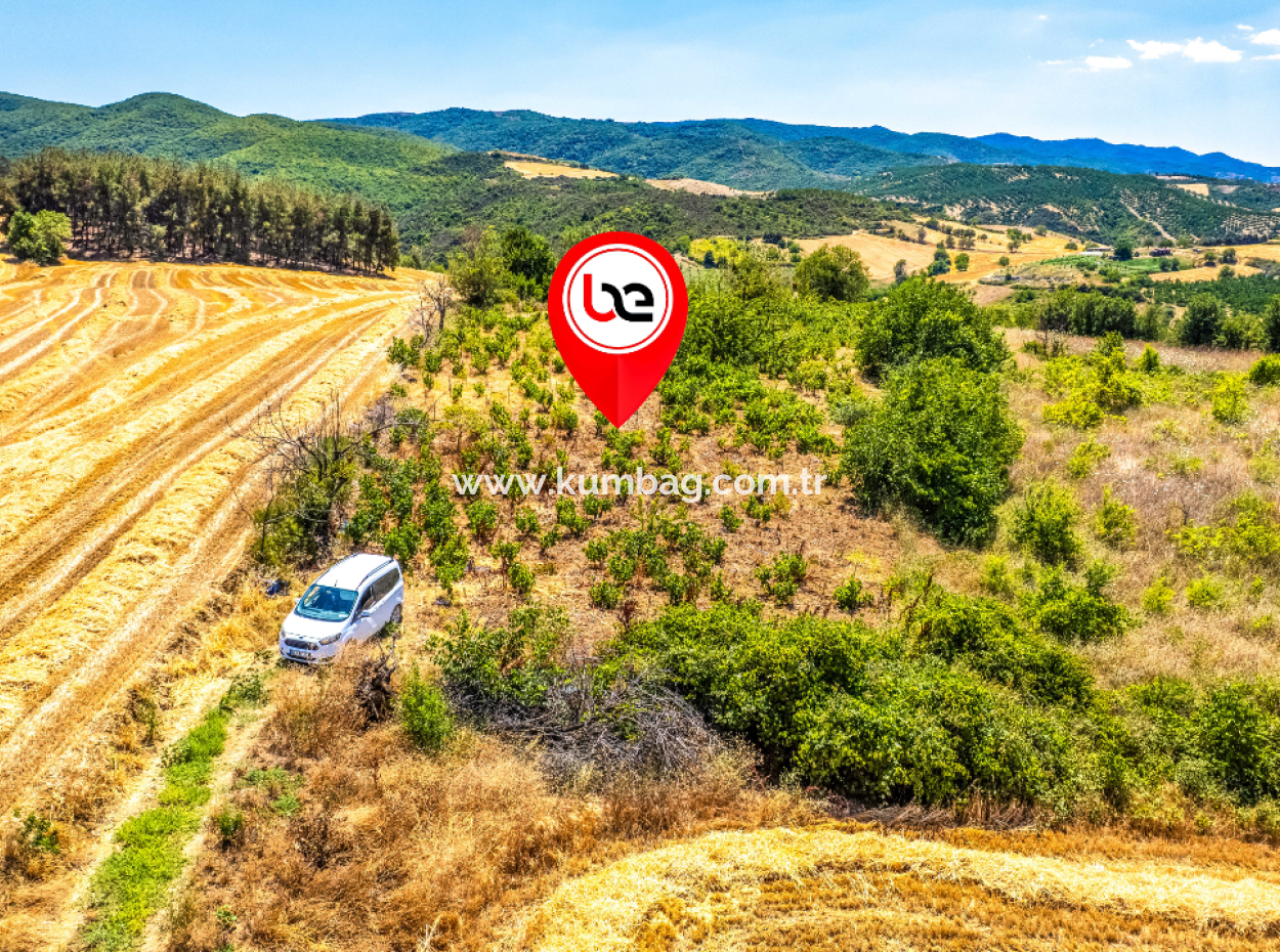 Price Dropped Opportunity 2.804 M2 Vineyard For Sale In Naip