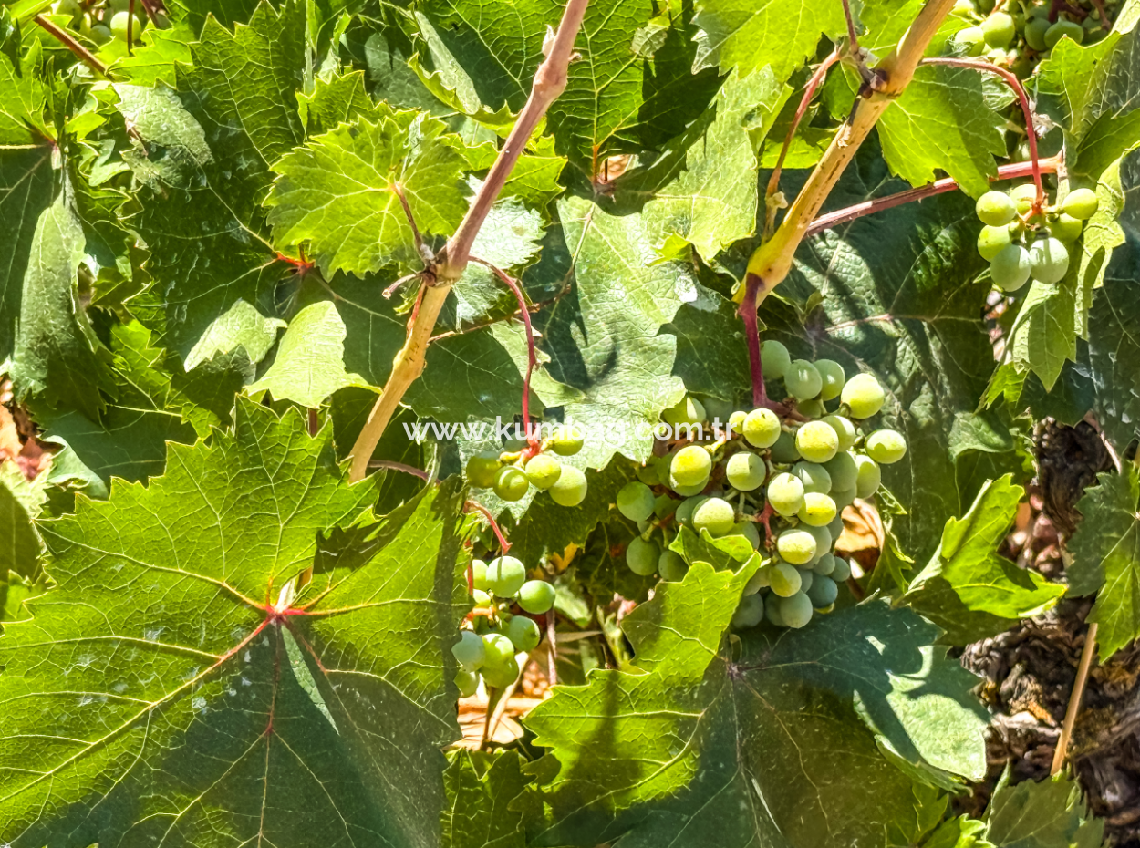 Price Dropped Opportunity 2.804 M2 Vineyard For Sale In Naip