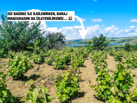 2.804 M2 Vineyard For Sale In Naip Village With An Open Road Suitable For Investment