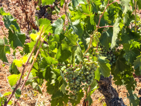 2.804 M2 Vineyard For Sale In Naip Village With An Open Road Suitable For Investment