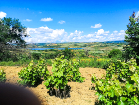 2.804 M2 Vineyard For Sale In Naip Village With An Open Road Suitable For Investment