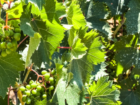 2.804 M2 Vineyard For Sale In Naip Village With An Open Road Suitable For Investment