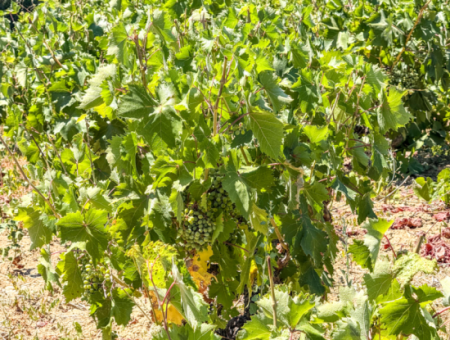2.804 M2 Vineyard For Sale In Naip Village With An Open Road Suitable For Investment