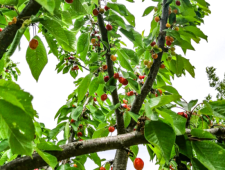 2.804 M2 Vineyard For Sale In Naip Village With An Open Road Suitable For Investment