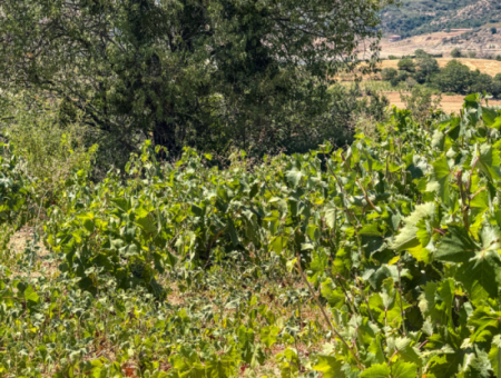 2.804 M2 Vineyard For Sale In Naip Village With An Open Road Suitable For Investment