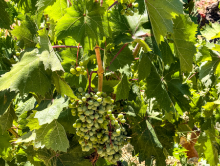 2.804 M2 Vineyard For Sale In Naip Village With An Open Road Suitable For Investment