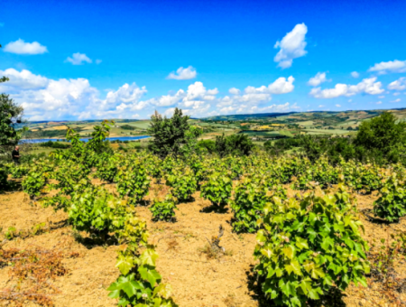 Price Dropped Opportunity 2.804 M2 Vineyard For Sale In Naip