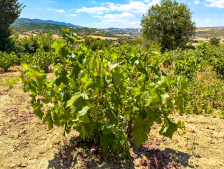 2.804 M2 Vineyard For Sale In Naip Village With An Open Road Suitable For Investment