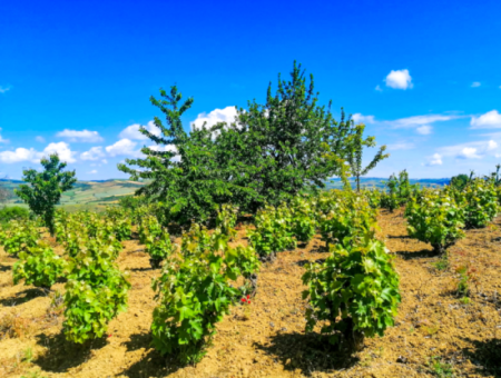 2.804 M2 Vineyard For Sale In Naip Village With An Open Road Suitable For Investment