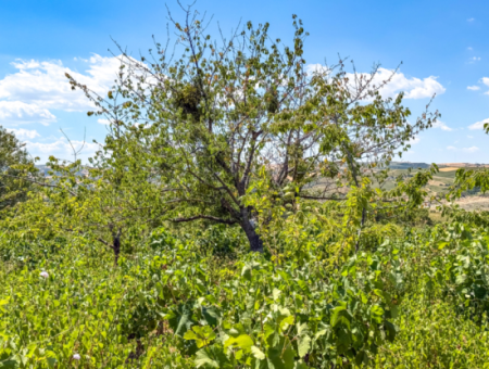 2.804 M2 Vineyard For Sale In Naip Village With An Open Road Suitable For Investment