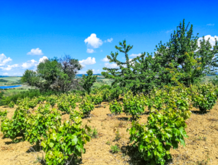 2.804 M2 Vineyard For Sale In Naip Village With An Open Road Suitable For Investment