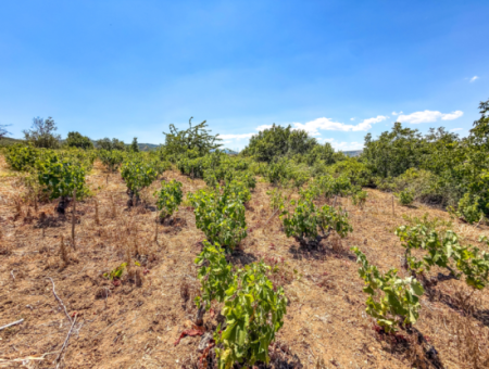 2.804 M2 Vineyard For Sale In Naip Village With An Open Road Suitable For Investment