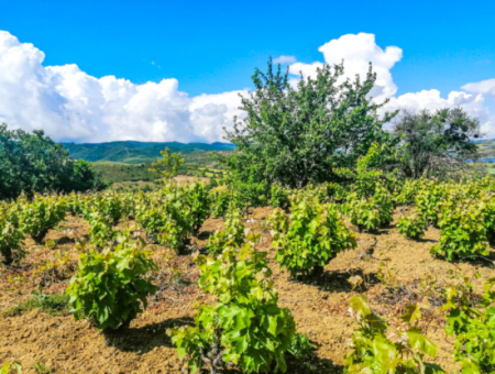 2.804 M2 Vineyard For Sale In Naip Village With An Open Road Suitable For Investment
