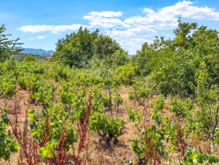 2.804 M2 Vineyard For Sale In Naip Village With An Open Road Suitable For Investment