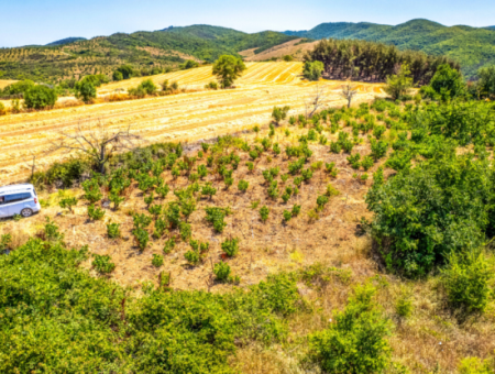 2.804 M2 Vineyard For Sale In Naip Village With An Open Road Suitable For Investment