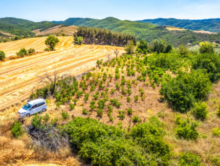 2.804 M2 Vineyard For Sale In Naip Village With An Open Road Suitable For Investment