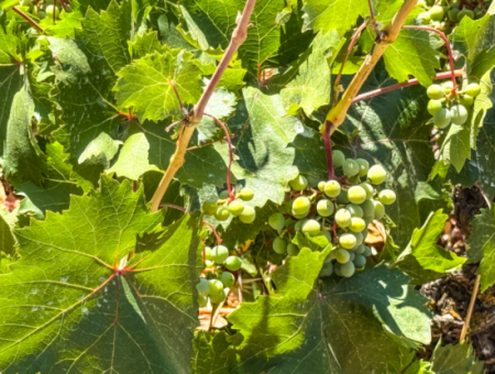 2.804 M2 Vineyard For Sale In Naip Village With An Open Road Suitable For Investment