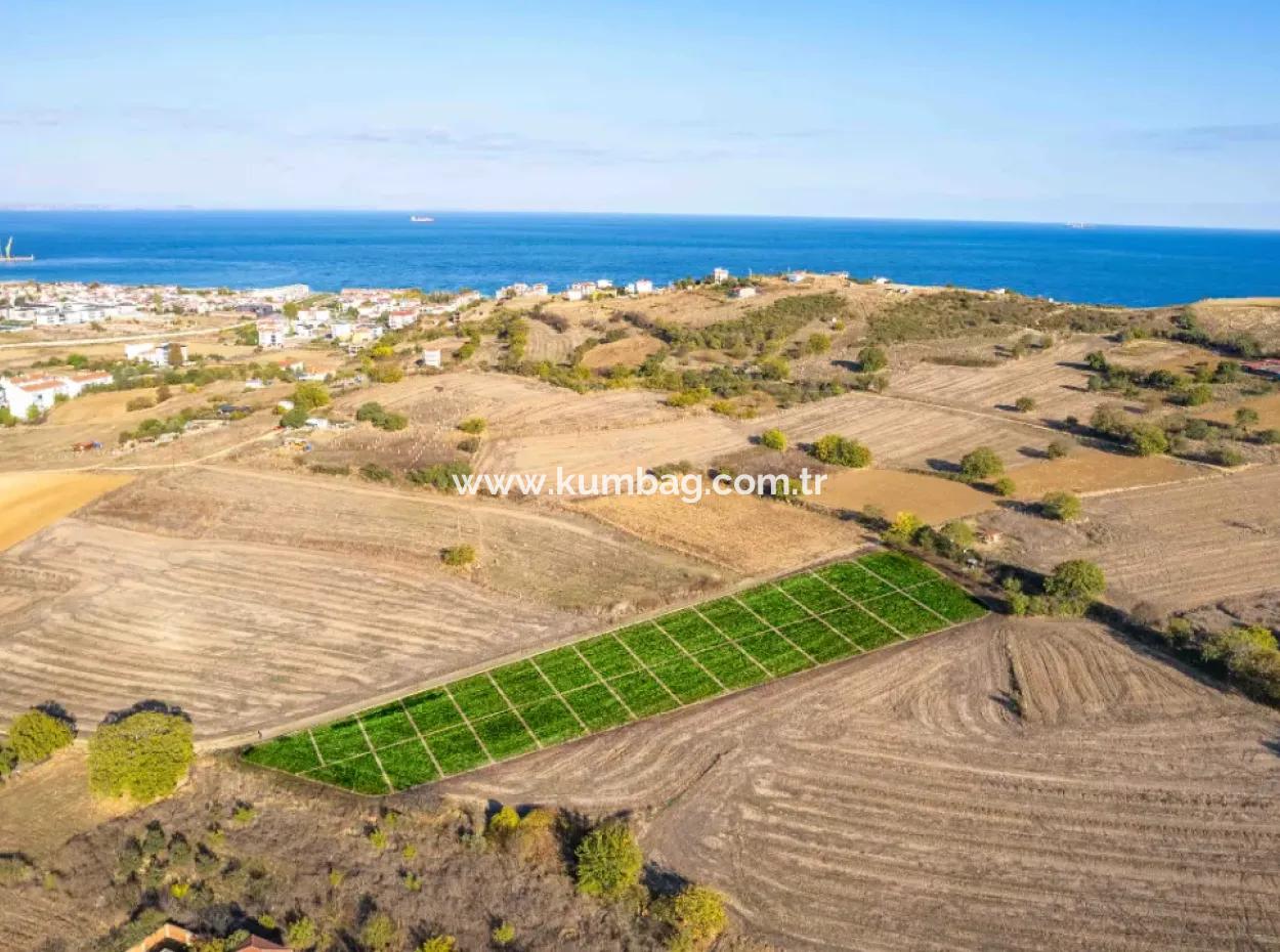 Kumbağ'da 20 Mt Yola Cephe 300 M2 Satılık Hisseli Parseller