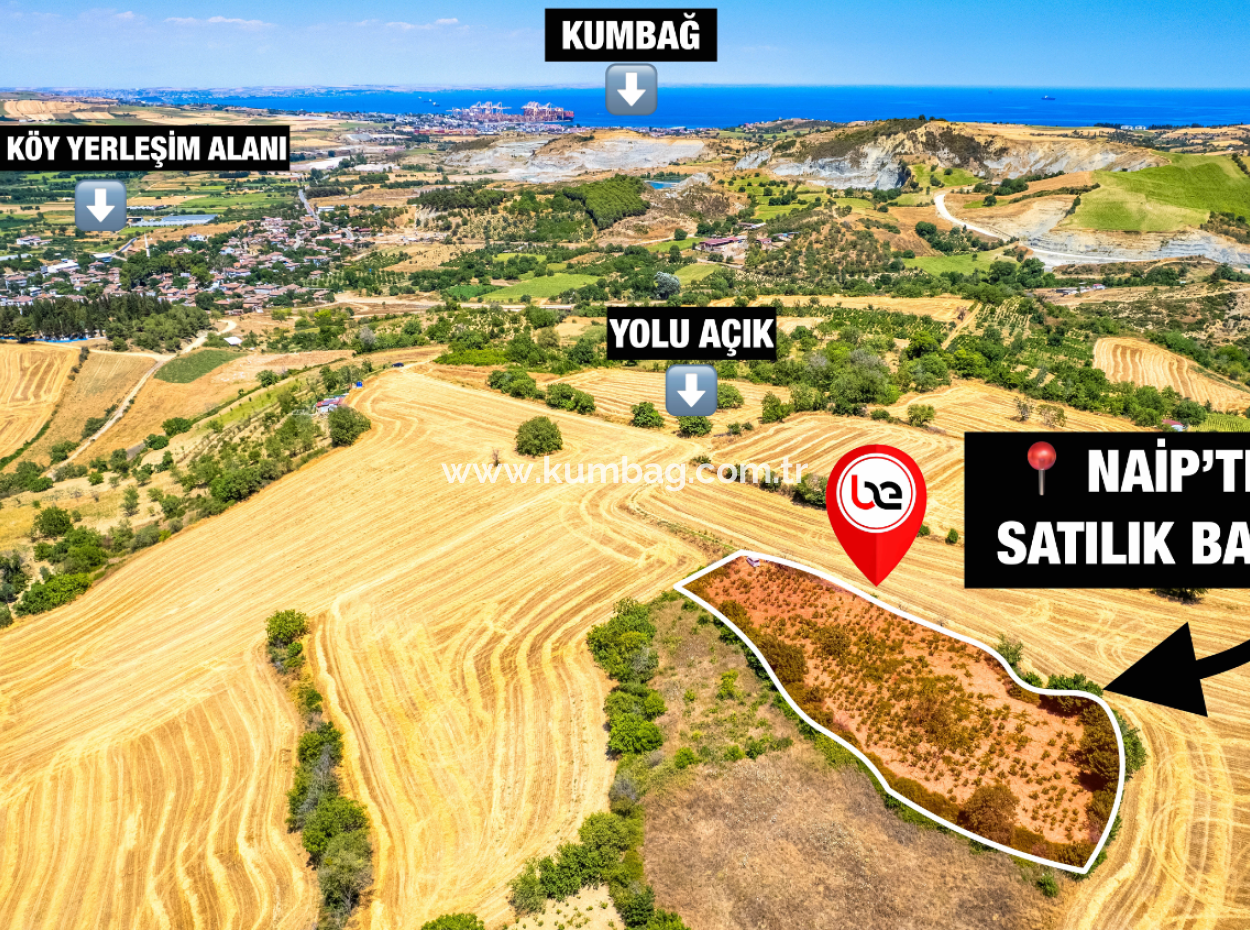 Naip Köyünde Yolu Açık 2.804 M2 Yatırıma Uygun Satılık Üzüm Bağı