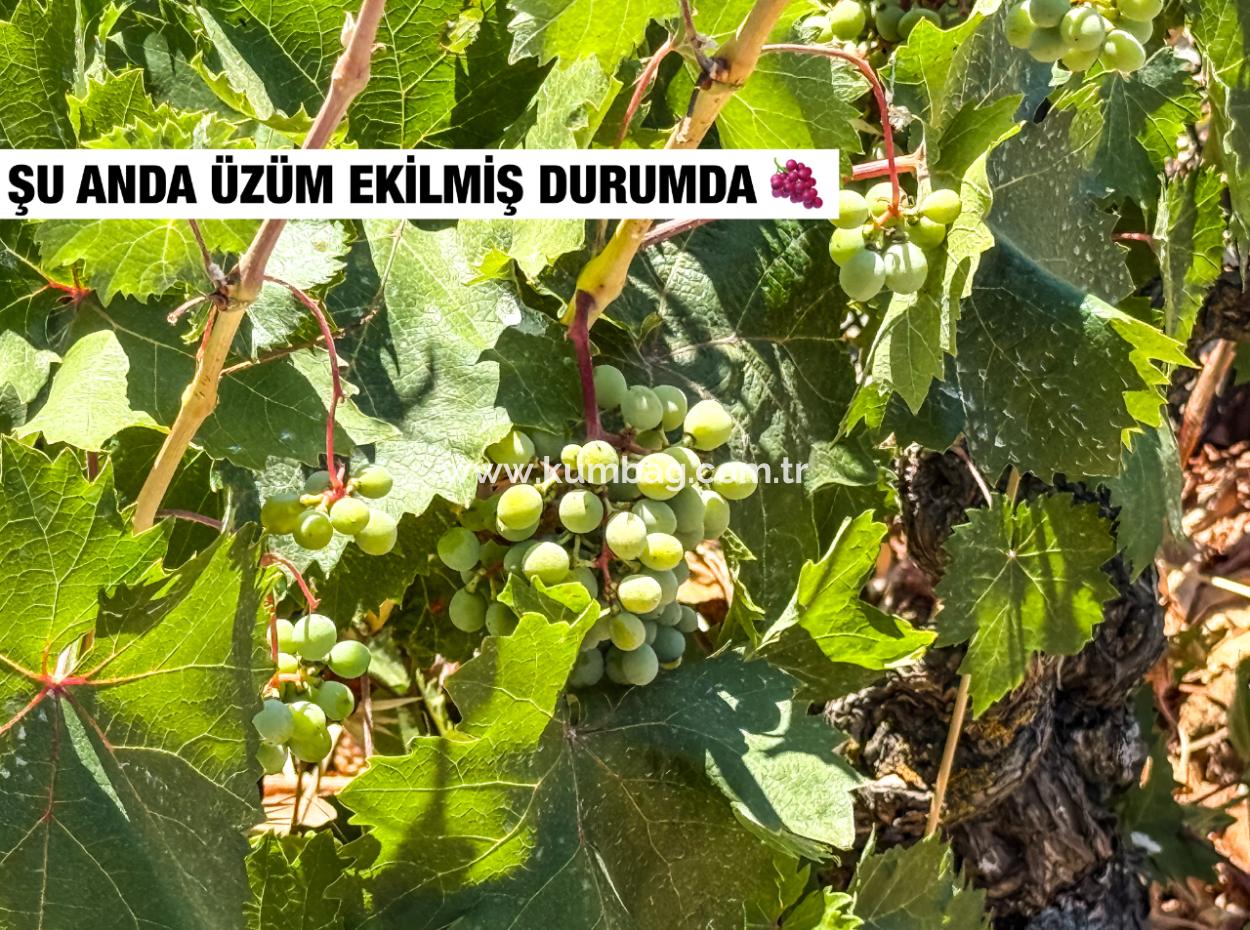 Naip Köyünde Yolu Açık 2.804 M2 Yatırıma Uygun Satılık Üzüm Bağı