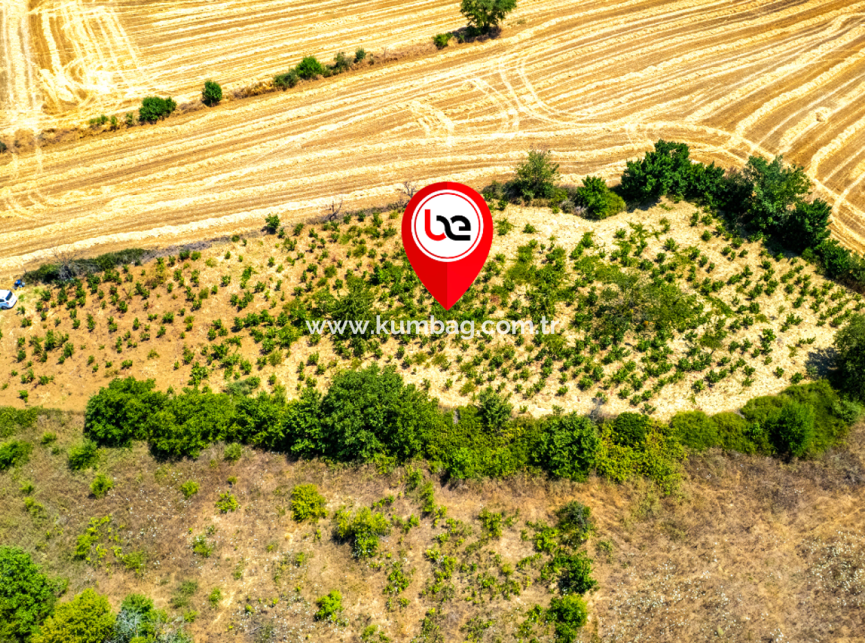 Fiyat Düştü Fırsat Naip'te Yolu Açık 2.804 M2 Satılık Üzüm Bağı