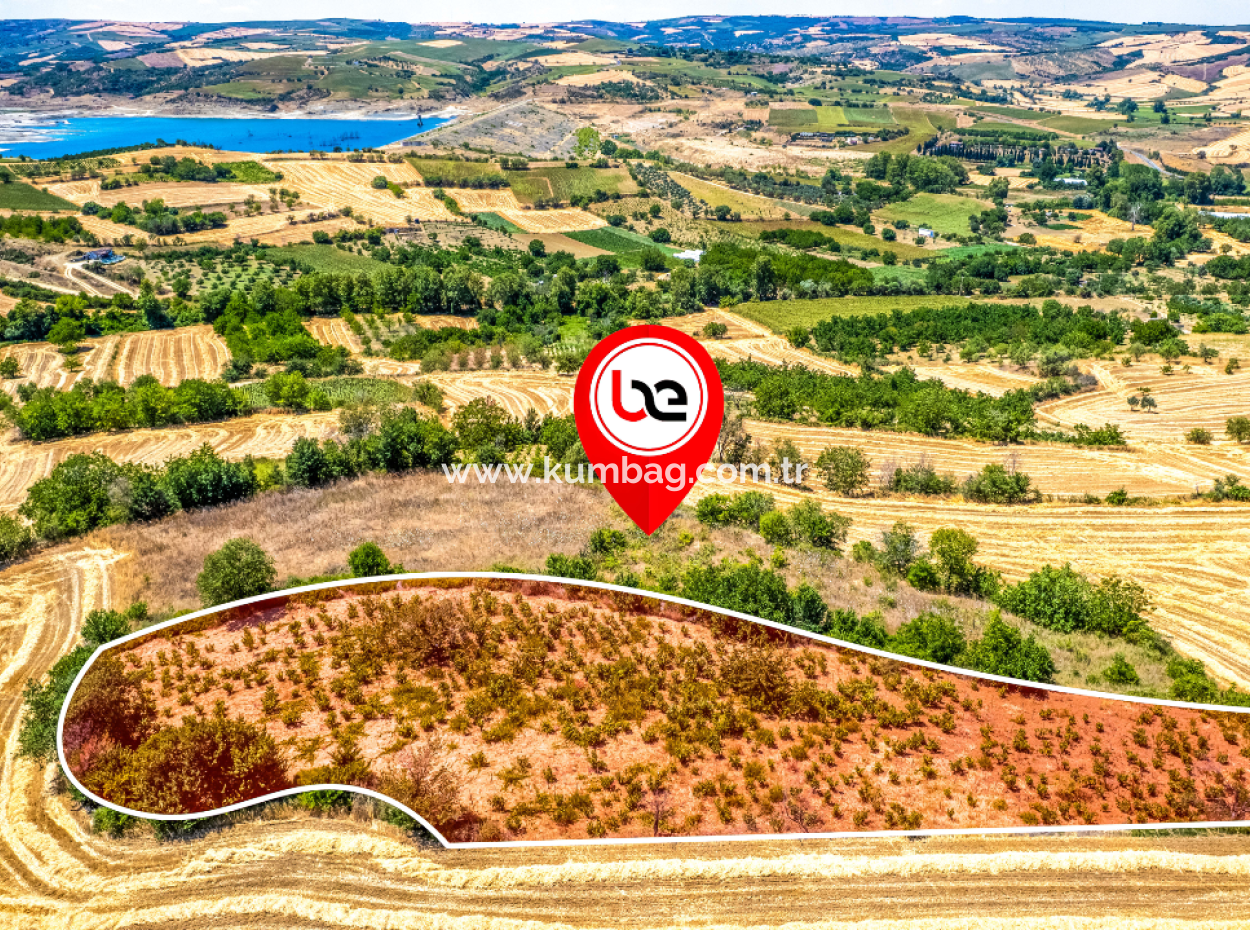 Fiyat Düştü Fırsat Naip'te Yolu Açık 2.804 M2 Satılık Üzüm Bağı