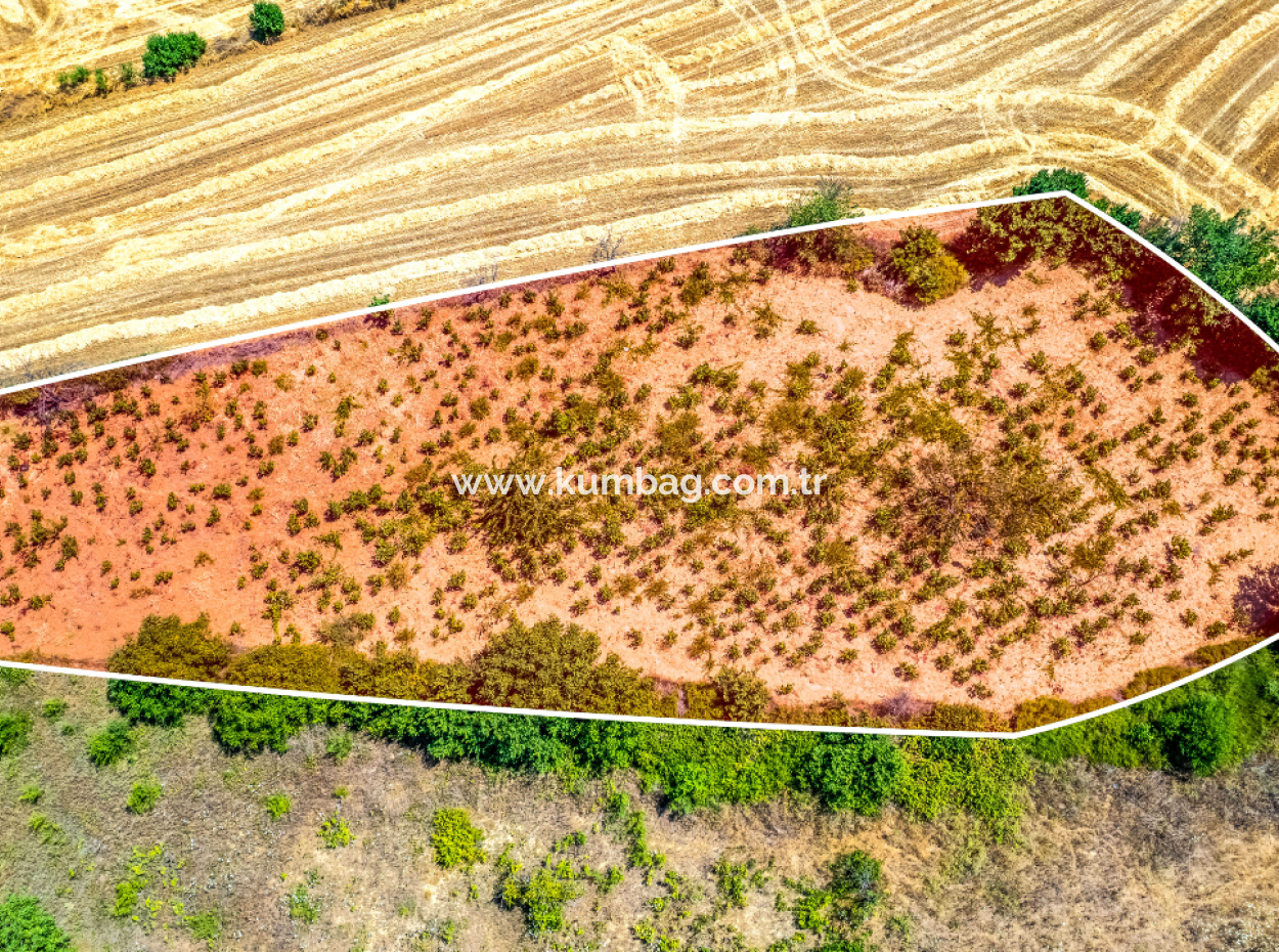 Fiyat Düştü Fırsat Naip'te Yolu Açık 2.804 M2 Satılık Üzüm Bağı