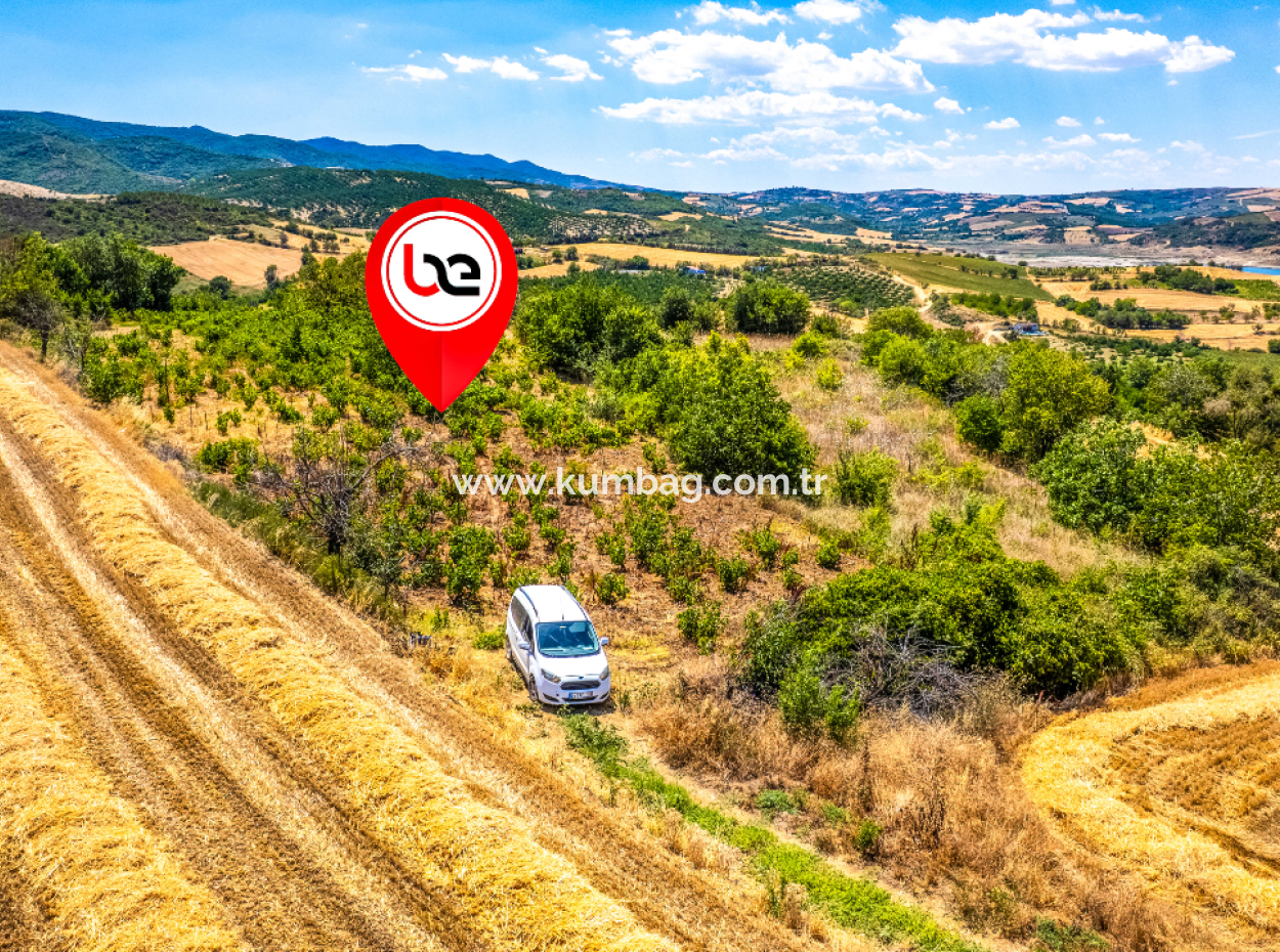 Fiyat Düştü Fırsat Naip'te Yolu Açık 2.804 M2 Satılık Üzüm Bağı