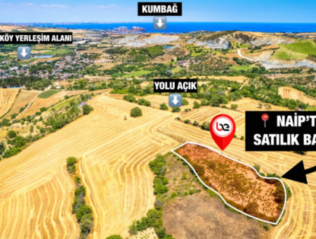 Naip Köyünde Yolu Açık 2.804 M2 Yatırıma Uygun Satılık Üzüm Bağı