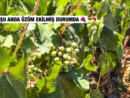 Naip Köyünde Yolu Açık 2.804 M2 Yatırıma Uygun Satılık Üzüm Bağı