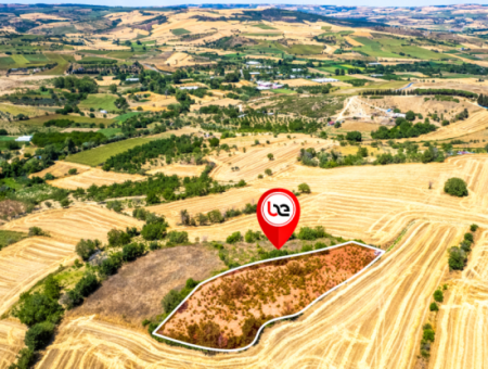 Naip Köyünde Yolu Açık 2.804 M2 Yatırıma Uygun Satılık Üzüm Bağı
